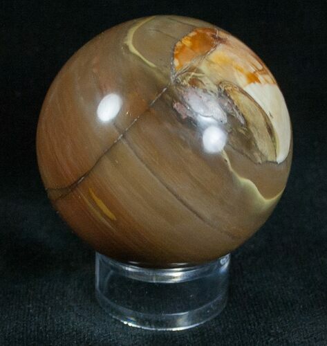 Colorful Petrified Wood Sphere #6806